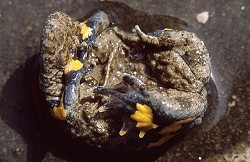 Gelbbauchunke in Kahnstellung